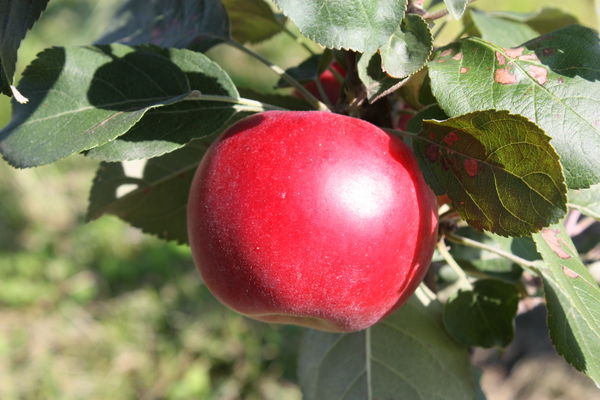 Frühapfel Paradis Julka Lubera