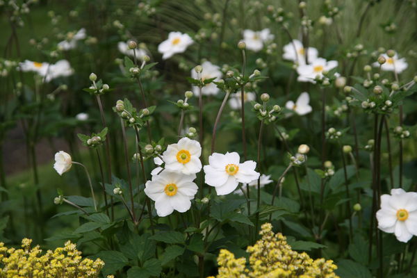 Anemone x japonica Honorine Jobert Lubera