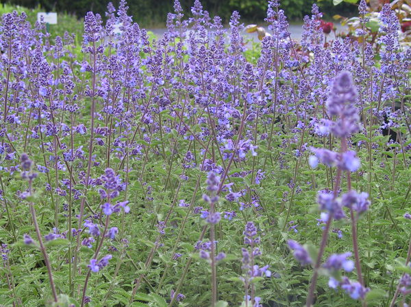 Nepeta x faassenii Walkers Low Lubera