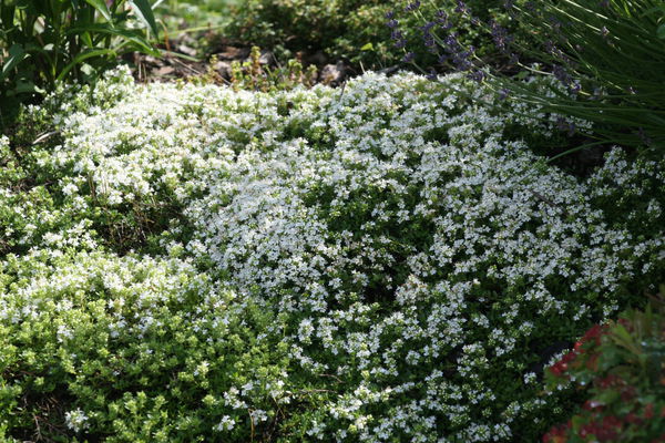 Thymus serpyllum Albus Lubera