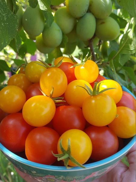 Tomaten Ranka Tessin Lubera