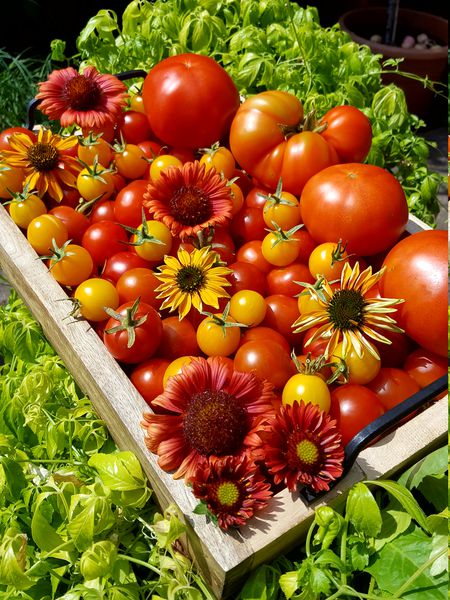 Tomaten Ranka Tessin Lubera