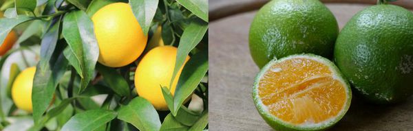 Gartendeal Lubera Zitrus Zitronen Limette