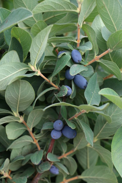 Erstbeere Blue Moon Lubera