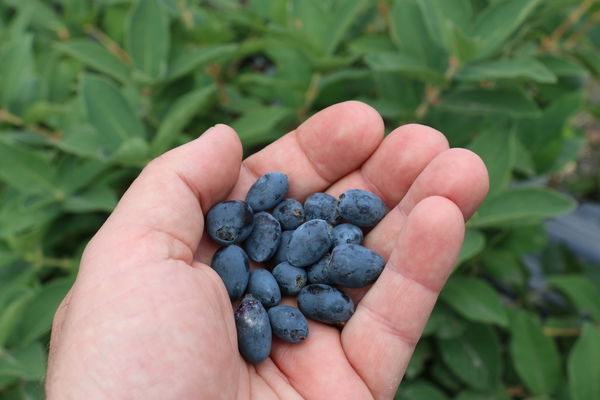 Erstbeere Blue Velvet Lubera