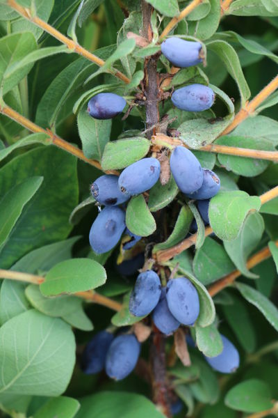 Erstbeere Blue Sea Lubera