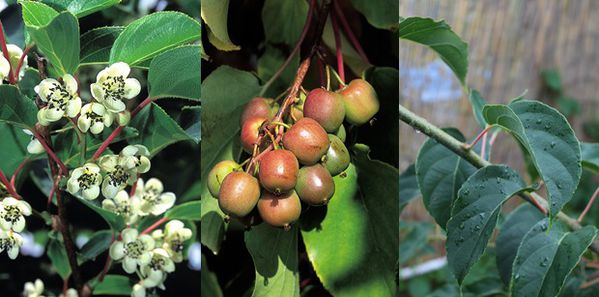 Lubera Gartendeal Minikiwi