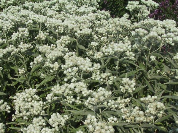 Anaphalis triplinervis Sommerschnee lubera