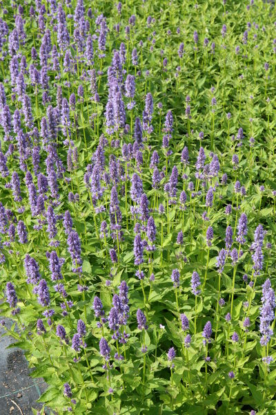 Agastache rugosa Blue Fortune Lubera