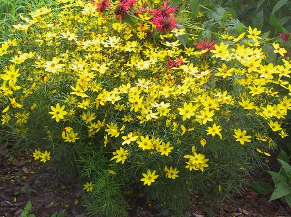 Coreopsis verticillata Grandiflora Lubera