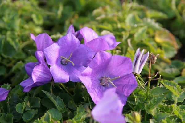 Campanula carpatica Blaue Clips Lubera