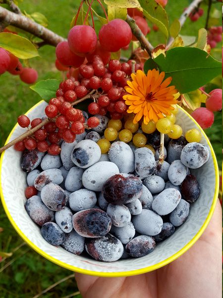 Erstbeere Ranka Tessin Lubera
