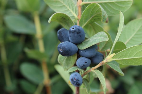 Erstbeere blaues Duett Lubera