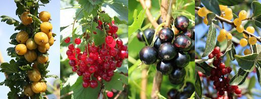 Gartendeal Beeren Winter Deal Lubera