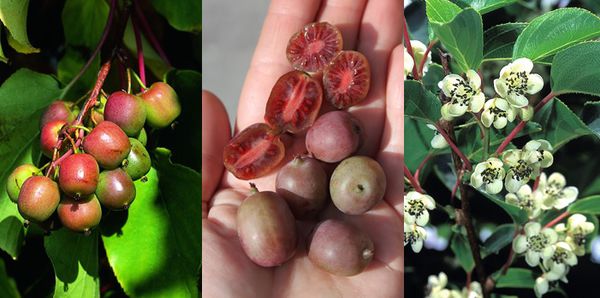 Gartendeal Traubenkiwi Lubera