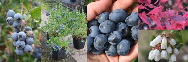 Gartendeal Heidelbeeren Lubera