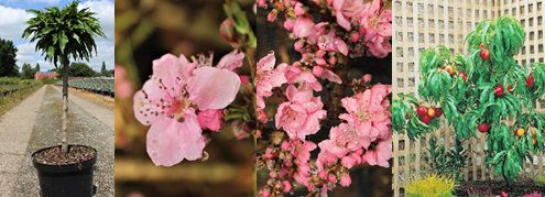 Gartendeal Mini Nektarine Fruttoni Rubis Lubera