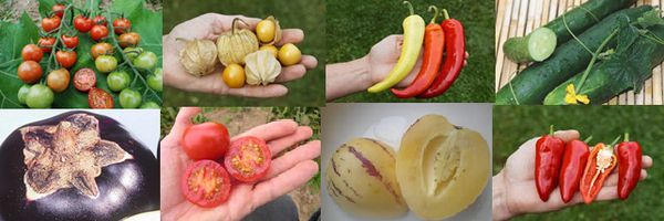 Gartendeal Gemüse Lubera