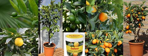 GartenDeal Zitrus und DÃ¼nger Lubera