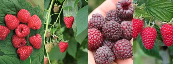 Gartendeal Lubera Himbeeren