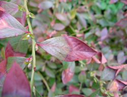 Moorbeet anlegen heidelbeeren