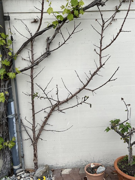 Baumschule aus Aprikose - kaufen armeniaca der Prunus frisch Bergeron