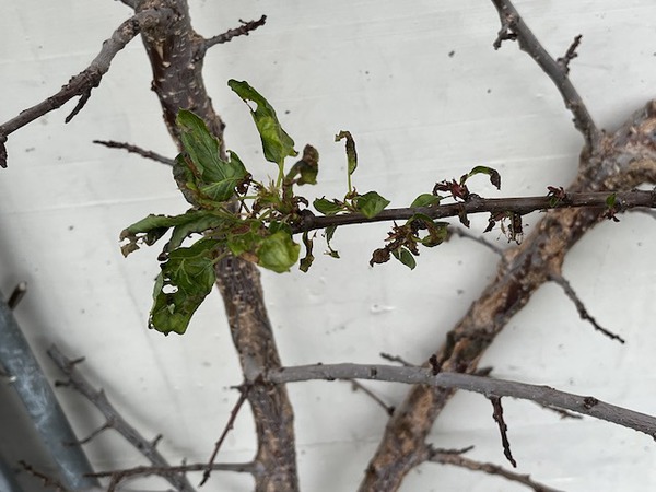 Aprikose Bergeron - Prunus armeniaca frisch Baumschule aus der kaufen