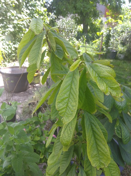Indianerbanane Gehölze Obstbaum Gemüse für den Garten exotisch mediterran robust 