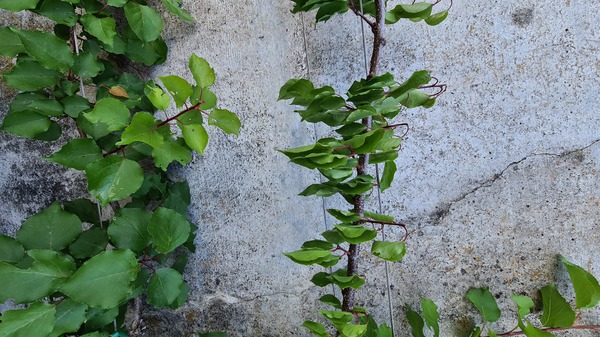 Prunus frisch aus - der kaufen Baumschule Aprikose armeniaca Goldrich