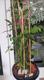#1: Fuchsia Magellica Gracilis 