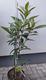 #1: Grafted tree in a 10 L pot