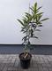 #2: Grafted tree in a 10 L pot