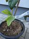 #3: Grafted tree in a 10 L pot