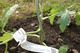 #1: gekappte Tomaten