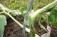 #2: gekappte Tomaten