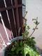 #2: Welches Problem haben diese gelben Topfrosen