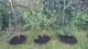 #3: Strauchkirsche halb erfroren?