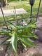 #1: Pepino