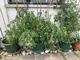 #1: Wildtomaten