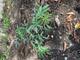 #1: Bltter von Sambucus nigra sind grn