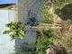#2: Judasbaum Avondale
