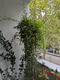 #1: Sommerjasmin