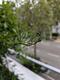 #2: Sommerjasmin