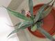 #1: Agave, Umtopfen und Pflege 