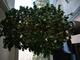 #2: Ficus benjamina 'Danielle'