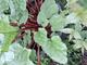 #1: Ernte