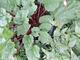 #2: Ernte