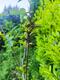 #2: Probleme mit Maraval. Erkrankung oder Pilz mglich?