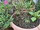 #3: Luberissima Little Blue Wonder