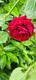 #1: Frage zur Identifikation einer Rose